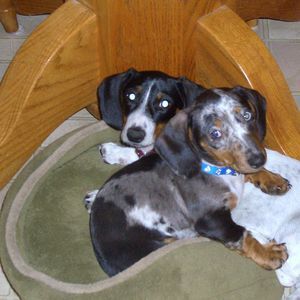 Meet your Posher, Sandy